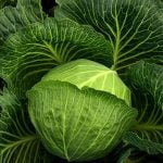 Cabbage